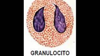 Biología  El sistema inmunitario [upl. by Ahtaela]