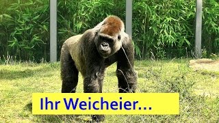 Zootiere  durch die menschliche Brille gesehen [upl. by Ecnarepmet]