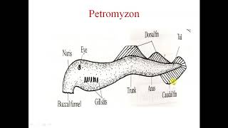 Salient features of Petromyzon [upl. by Paddy]