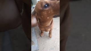 Ithu enna Variety dog 🐕 🤔தெரிந்தால் சொல்லுங்க shorts dog shortsfeed tamil youtubeshorts [upl. by Oderfigis]