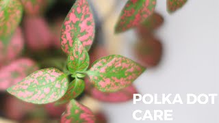 Polka Dot Plant Care  Hypoestes Plant Care [upl. by Lapham]