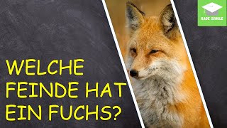 Lernvideo Feinde und Gefahren des Fuchses  Sachunterricht HSU  Grundschule [upl. by Marella26]