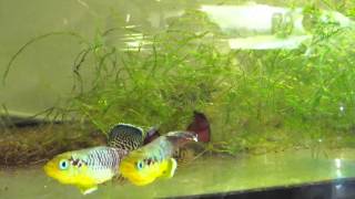 Nothobranchius guentheri amazing Killifish [upl. by Kared]