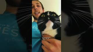 shortvideo funny funnypetschannel cat petschannel yourcat pets petslovechannel [upl. by Cunningham578]