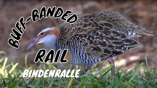 Buffbanded Rail Gallirallus philippensis 6 [upl. by Eilram]