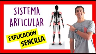 ❗TIPOS DE ARTICULACIONES del cuerpo humano y sus MOVIMIENTOS parte 1 FACIL [upl. by Gualtiero]