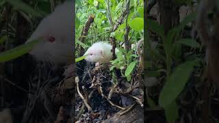 Binkys 6 Week Old Angora Ferret Kits Exploring Nature [upl. by Melamie]