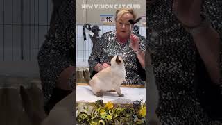 TONKINESE catshow catlover tonkinese catshorts [upl. by Kared]