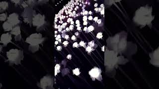 10000 roses patt2 cordova cebu [upl. by Ardnuhsor494]