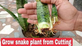 How to grow snake plant fasterpropagate and care Indoorssnake plant Repotting [upl. by Osithe]