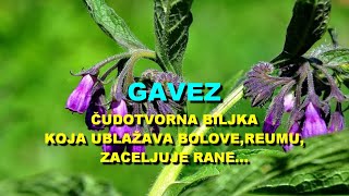 GAVEZ  ČUDOTVORNA BILJKA Koja UBLAŽAVA BOLOVEREUMUZACELJUJE RANE [upl. by Pippo886]