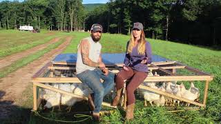 Our Pastured Poultry Here At High Valley Farm [upl. by Edak]