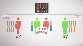 Everything you Need to KnowChromosome Analysis Karyotyping [upl. by Vere]