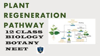 Plant Regeneration Pathway I Plant Tissue Culture I Botany I Class 12  TNSCERTCBSE  NEET [upl. by Pokorny376]