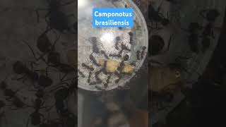 Giving my camponotus brasiliensis food ants feeding camponotus [upl. by Learsi]