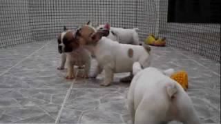 FRENCH BULLDOG PUPPIES FOR SALE [upl. by Nnyled]