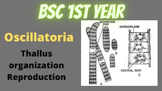 Oscillatoria  Thallus Structure and Reproduction  ultra structure of Green Algal cell prokaryotic [upl. by Eelam]