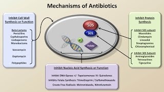 Mechanisms and Classification of Antibiotics Antibiotics  Lecture 3 [upl. by Kreda]