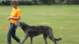 Dancing Deerhound Training [upl. by Barney88]