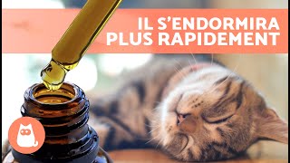 Comment endormir votre CHAT en 10 secondes 🐱💤  5 astuces pour endormir rapidement un chat ✅ [upl. by Eelannej]