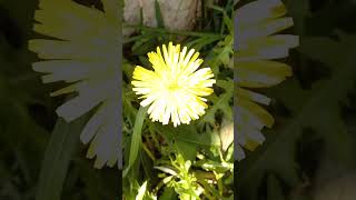 Taraxacum officinale  Dandelion  Mniszek lekarski 🌼 [upl. by Frankie]