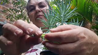 senecio azul como tirar mudas mais dicas de cultivo [upl. by Ahsitruc]