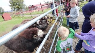 ONE Musk OX  30000 of Fiber [upl. by Ahsikyw]