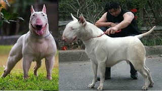 Bull Terrier Gigante [upl. by Quint]