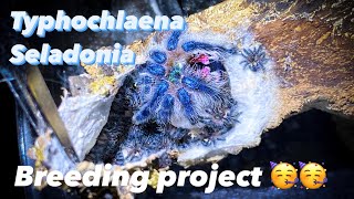 Typhochlaena seladonia breeding project [upl. by Irrahs]