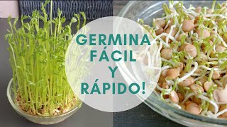 🌱CÓMO HACER GERMINADOS EN CASA FÁCIL Y RÁPIDO yomequedoencasa [upl. by Inalem]