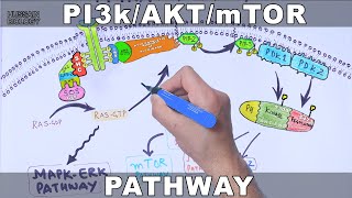 PI3kAKTmTOR Pathway [upl. by Bernarr]