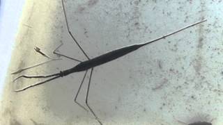 Water Stick Insect Ranatra linearis [upl. by Nita907]