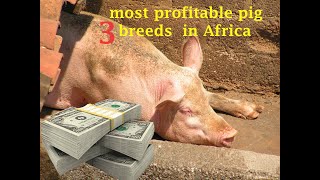 3 Important Pig Breeds for Successful Pig Farming in Africa duroc Landraclargewhite pigfarming [upl. by Alebasi]