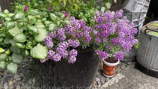 Sweet Alyssum Lobularia Maritima  Keep Them Blooming Deadhead [upl. by Veljkov586]