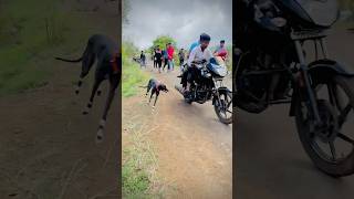 GREHOUND DOG RACE STATUS  DOG RACE KOLHAPUR  DOG RACE  DOG RACE MAHARASHTRA  shorts [upl. by Ahsoj842]