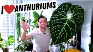 My Anthurium Collection 💚 Regale Metallicum Warocqueanum Veitchii Magnificum Crystallinum [upl. by Ainnos]