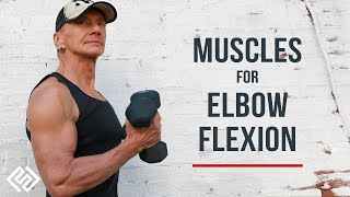 Elbow Flexion  Biceps Brachialis amp Brachioradialis  Anatomy Function amp Tips [upl. by Schrader]