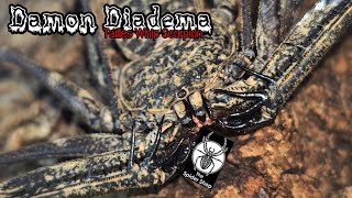 Damon Diadema Tailless Whip Scorpion The Spidershop Unboxing [upl. by Oflodor]