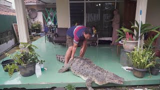 440 Pound Pet Crocodile Is Just Part of the Family [upl. by Innoc]