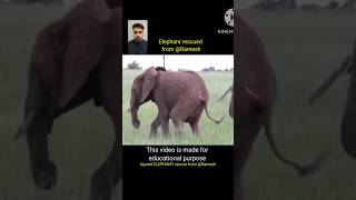 Emotional ELEPHANT rescue from Ramesh 🙏 shorts [upl. by Roderigo276]