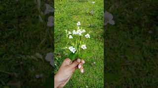 asystasia gangetica  chinese violet 🏵️ trending shorts voice nature editing [upl. by Hesper]