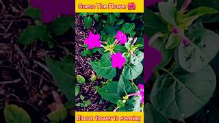 How to grow mirabilis jalapa 🌺  Sandhya malti 4 oclock plant from seed shorts [upl. by Nigel]