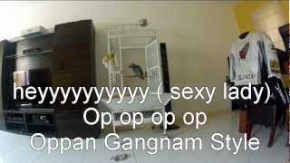 African Grey Parrot Sings Gangnam Style [upl. by Cherise]