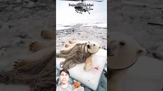 Volunteers saved a polar bear from a deadly net giving it a second chance at life animalsshorts [upl. by Nicko]