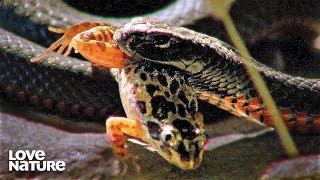 Australias Most Dangerous Creatures Red Bellied Snakes Tiger Quoll Death Adder  Love Nature [upl. by Hernandez97]