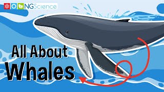 All About Whales [upl. by Sidnac]