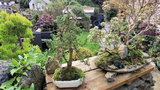 picea Bonsai last years seasonal tree that survived [upl. by Battiste]