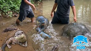 Berangberang pintar Berhasil berburu ikan besarClever otter Successfully hunts fish in the river [upl. by Morell959]