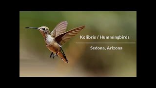 Kolibris Rekordbrechende Vögel und Luftakrobaten [upl. by Tiler]