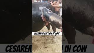 Cesarean section in cow l dr Umar khan [upl. by Anrol]